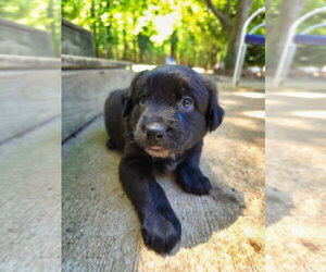 Shepweiller Dogs for adoption in Raleigh, NC, USA