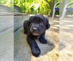 Small Shepweiller