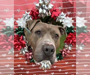 Mutt Dogs for adoption in Santa Maria, CA, USA