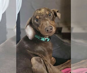 Doberman Pinscher Dogs for adoption in San Diego, CA, USA