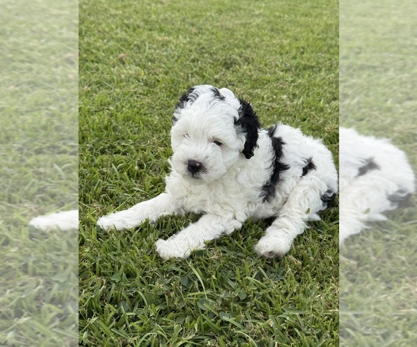 Medium Photo #11 Miniature Bernedoodle Puppy For Sale in AUBURNDALE, FL, USA