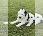 Small #10 Miniature Bernedoodle
