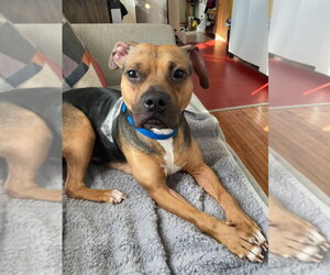 Plum - Female Beagle-Unknown Mix Dog for Adoption - Photo #12