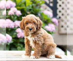 Goldendoodle (Miniature) Puppy for sale in LEOLA, PA, USA