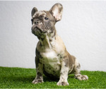 Small Photo #5 French Bulldog Puppy For Sale in TALLAHASSEE, FL, USA