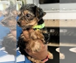 Small Photo #2 Yorkshire Terrier Puppy For Sale in SAVANNAH, GA, USA
