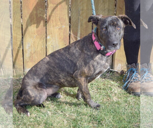 Medium Photo #5 Holland Shepherd-Unknown Mix Puppy For Sale in Huntley, IL, USA