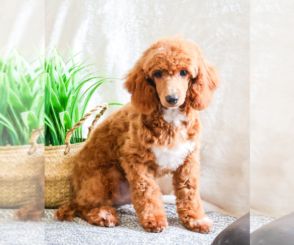 Medium Photo #1 Poodle (Toy) Puppy For Sale in SYRACUSE, IN, USA