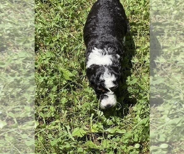 Medium Photo #88 Aussiedoodle Puppy For Sale in ASHEVILLE, NC, USA