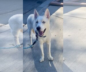 Huskies -Unknown Mix Dogs for adoption in Newport Beach, CA, USA