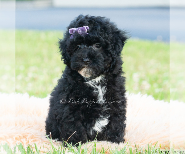 Medium Photo #3 Poodle (Miniature) Puppy For Sale in WARSAW, IN, USA