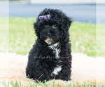 Small #2 Poodle (Miniature)