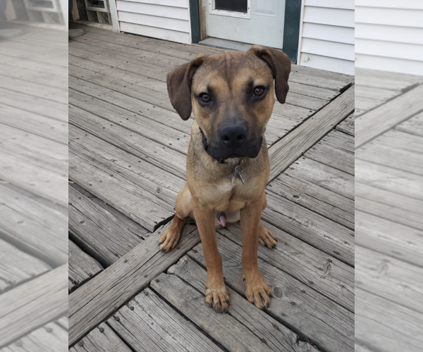 Medium Photo #5 Mutt Puppy For Sale in Plainfield, IL, USA