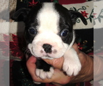Puppy Shakira Boston Terrier