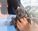 Small #1 Australian Shepherd Mix