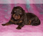 choc phantom - Female Miniature Labradoodle Puppy for Sale - Small photo