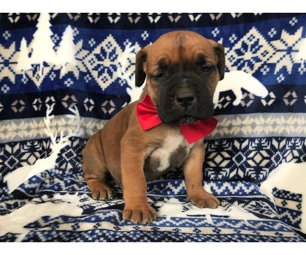 Medium Photo #10 Boerboel Puppy For Sale in CHRISTIANA, PA, USA