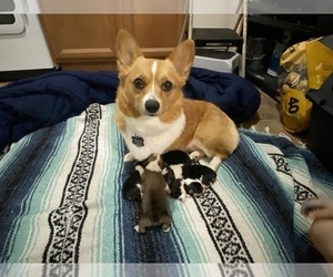 Mother of the American Corgi puppies born on 09/09/2023