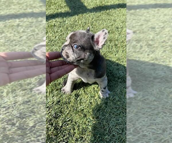 Medium Photo #17 French Bulldog Puppy For Sale in ONTARIO, CA, USA
