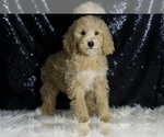Small #2 Goldendoodle (Miniature)