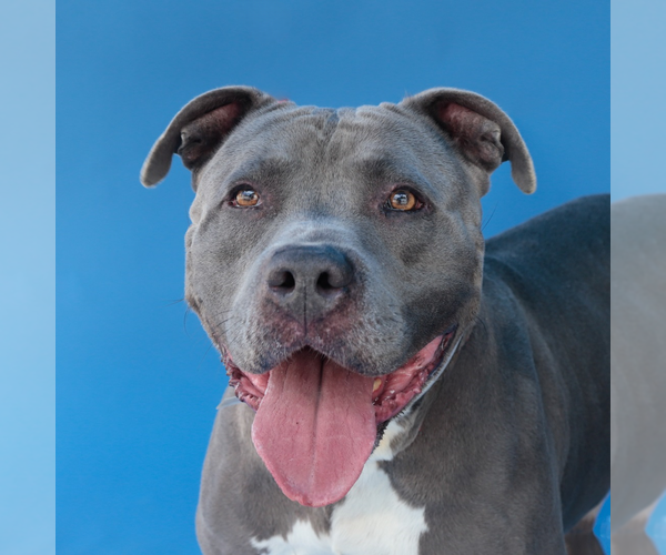 Medium Photo #1 Mutt Puppy For Sale in Pasadena, CA, USA