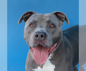 Mutt Dogs for adoption in Pasadena, CA, USA