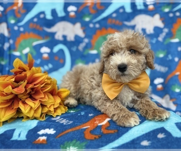 Medium Photo #3 Cock-A-Poo Puppy For Sale in LAKELAND, FL, USA