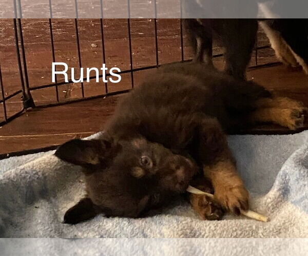 Medium Photo #2 Doxie-Pin Puppy For Sale in Amarillo, TX, USA