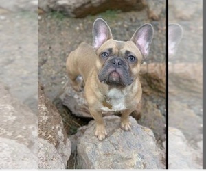 Father of the French Bulldog puppies born on 08/02/2020