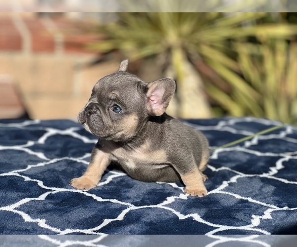 Medium Photo #2 French Bulldog Puppy For Sale in WEST HILLS, CA, USA