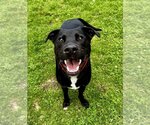 Small #9 Labrador Retriever Mix