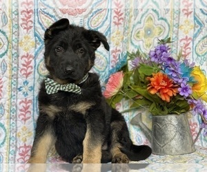 German Shepherd Dog Puppy for sale in LANCASTER, PA, USA