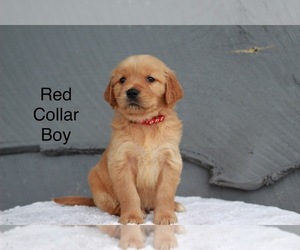 Golden Retriever Puppy for Sale in GREENEVILLE, Tennessee USA