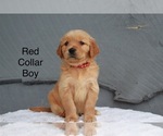 Small Photo #1 Golden Retriever Puppy For Sale in GREENEVILLE, TN, USA