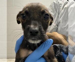 Labrador Retriever-Unknown Mix Dogs for adoption in Conroe, TX, USA