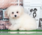 Small Photo #2 Maltipoo Puppy For Sale in BEL AIR, MD, USA
