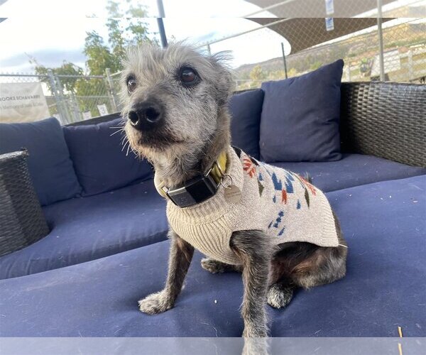 Medium Photo #5 Mutt Puppy For Sale in  Ramona, CA, USA