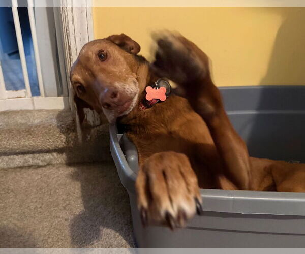 Medium Photo #8 Redbone Coonhound-Unknown Mix Puppy For Sale in Oakhurst, NJ, USA