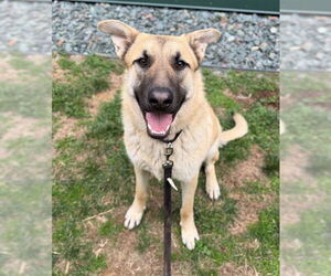 German Shepherd Dog Dogs for adoption in Waterford, VA, USA