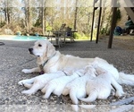 Small Photo #10 English Cream Golden Retriever Puppy For Sale in HOCKLEY, TX, USA