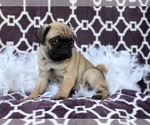 Small Photo #8 Pug Puppy For Sale in LAKELAND, FL, USA