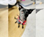 Small #10 Mutt