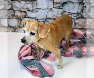Marlene - Female Beagle-Unknown Mix Dog for Adoption - Photo #3