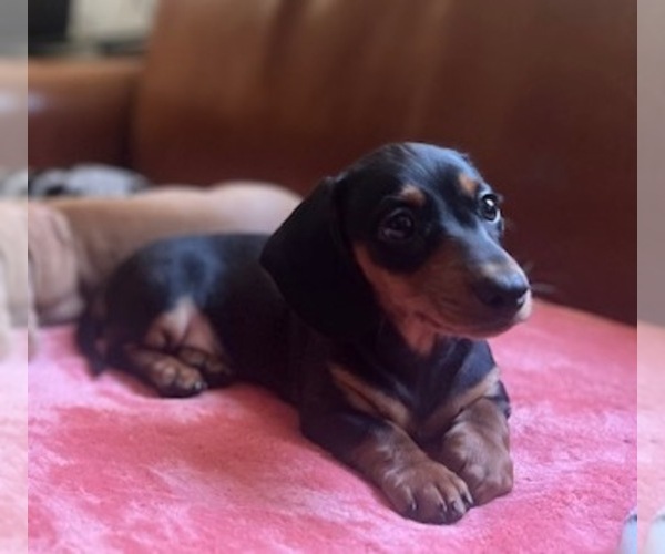 Medium Photo #5 Dachshund Puppy For Sale in SANFORD, NC, USA
