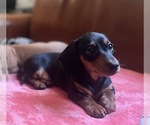 Small #4 Dachshund