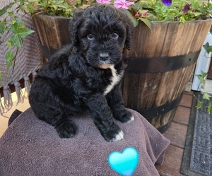 Medium Aussiedoodle
