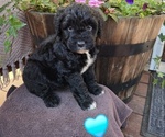 Puppy Tom Aussiedoodle