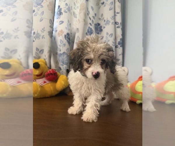 Medium Photo #27 Cockapoo (Miniature) Puppy For Sale in DURHAM, CT, USA