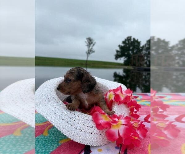 Medium Photo #3 Dachshund Puppy For Sale in LOOGOOTEE, IN, USA