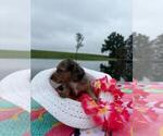Small #2 Dachshund